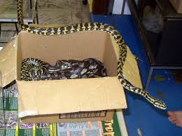 a_box_of_snakes